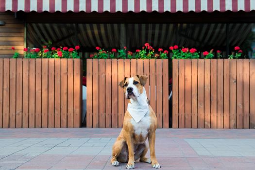 Patient dog in bandana waiting outside a restaurant