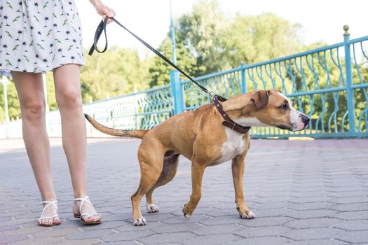 Naughty untrained dog pulling on a leash, person not controlling the dog