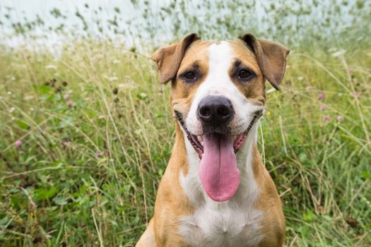 Young staffordshire terrier dog with big put out tongue sitting in the field among grasses and flowers on sunny day