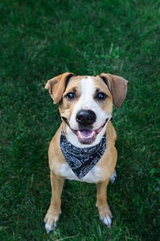 Smiling staffordshire terrier dog in black bandana sitting on green grass looking up