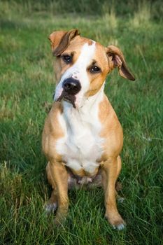 Staffordshire terrier sitting on green grass looking surprised and amazed, listening and looking attentively