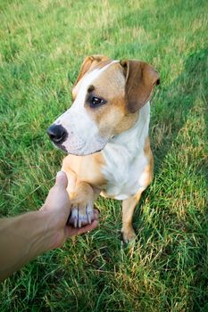 Dog giving paw from human point of view outdoors on green lawn