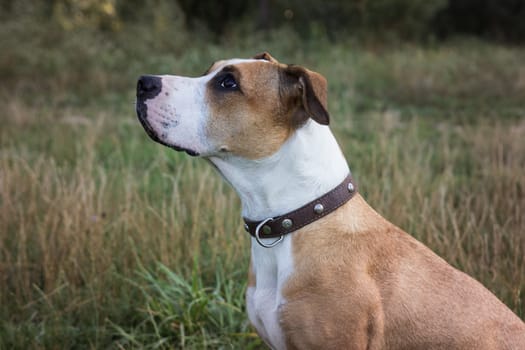 American staffordshire terrier dog sitting and looking up in front of grey and brown grass on autumn day
