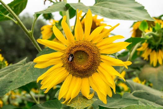 Detailed image of a sunflower on a bright summer day with bumblebee sitting on the flower