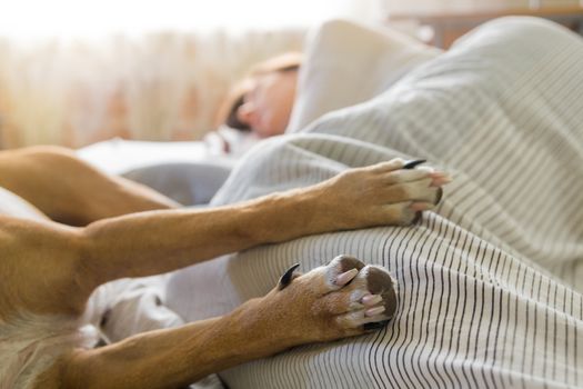 Image of dog paws in bed with a human sleeping in the background on a bright sunny morning