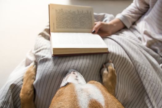 Looking at book read by person in bed from dog perspective