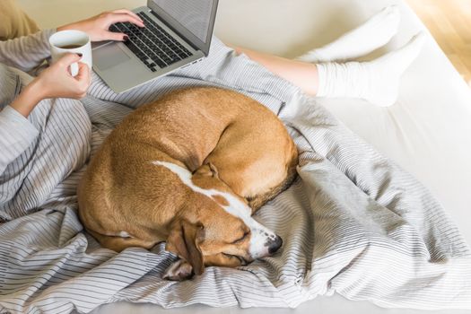 Female person checking e-mail and drinking morning tea or coffee, dog sleeping next to her