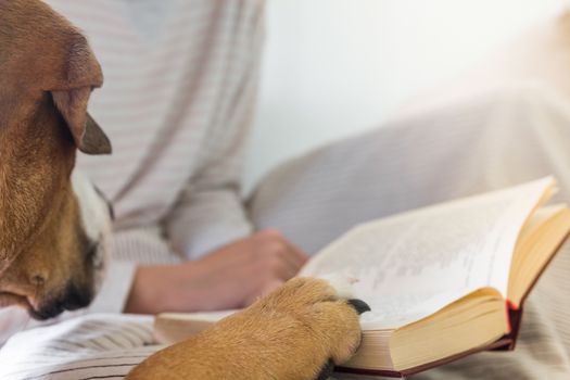 Young dog puts it's paw on a book which is read by a person in bed in the morning