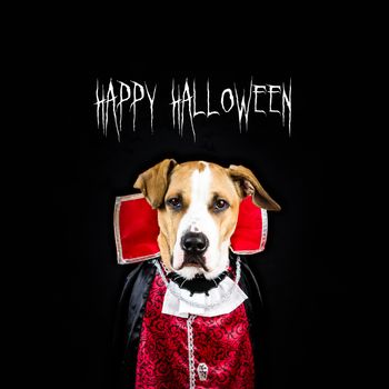 Poster for halloween with dog dressed up as a vampire in black background