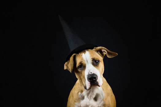 Image of a dog wearing hat of witch posing for halloween in front of dark background