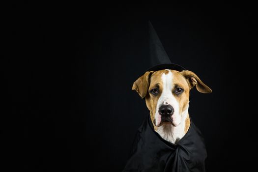 Dog dressed up as witch for halloween wearing black hat and gown posing in front of dark background