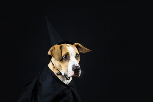 Dog dressed up as witch for halloween wearing black hat and gown posing in front of dark background
