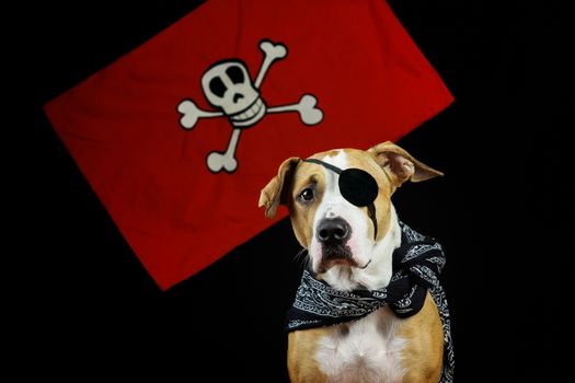 Dog dressed up for halloween as one eyed pirate posing in front of black background and red pirate flag