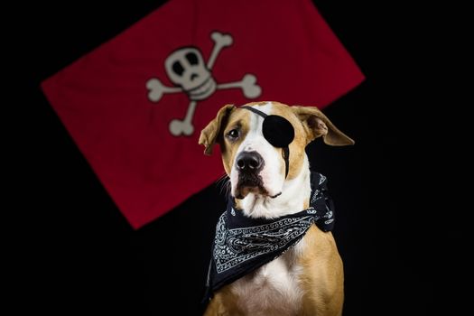 Dog dressed up for halloween as one eyed pirate posing in front of black background and red pirate flag