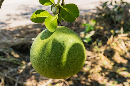 pomelo fruit