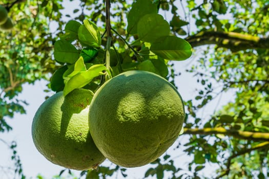 Pomelo fruit