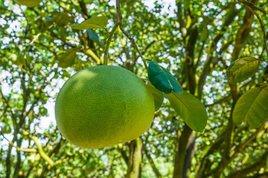 Pomelo fruit