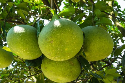 Pomelo fruit