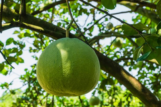 Pomelo fruit