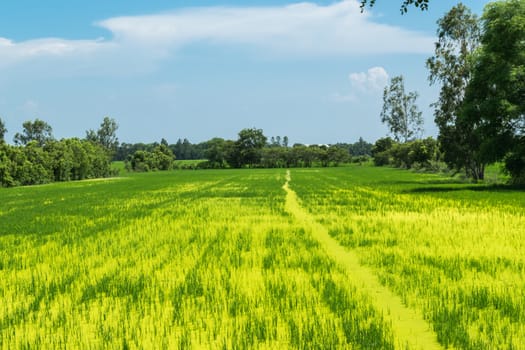 Green rice field in Thailand