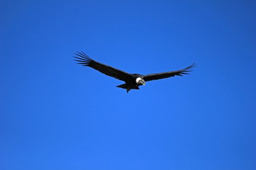 Male andean condor flying very close. Colca canyon - one of the deepest canyons in the world, near the city of Arequipa in Peru.