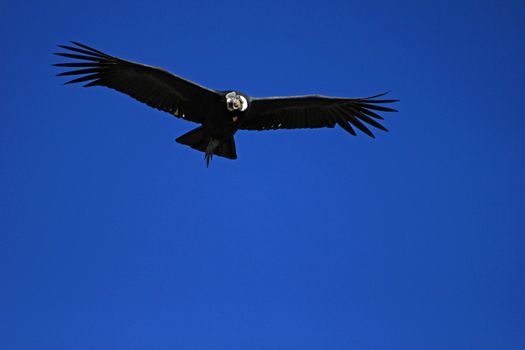 Male andean condor flying very close. Colca canyon - one of the deepest canyons in the world, near the city of Arequipa in Peru.