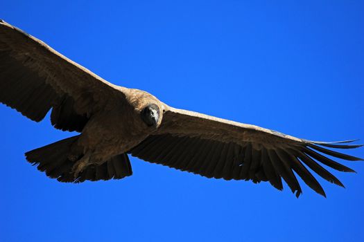 Young female andean condor flying very close. Colca canyon - one of the deepest canyons in the world, near the city of Arequipa in Peru.