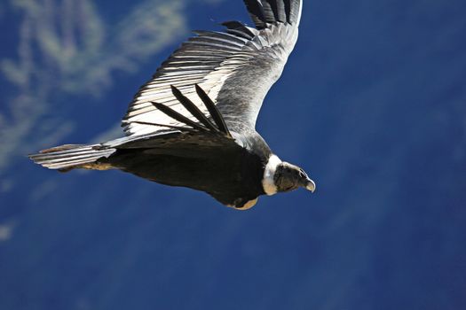 Female andean condor flying very close. Colca canyon - one of the deepest canyons in the world, near the city of Arequipa in Peru.