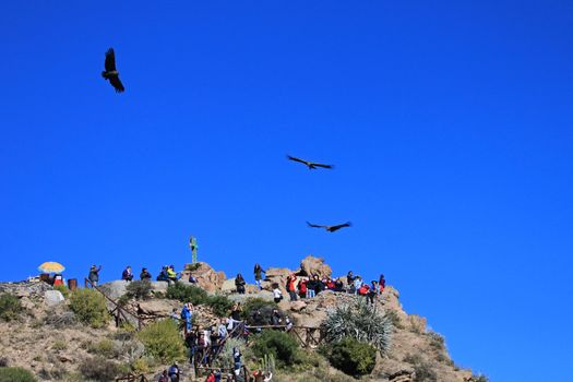 People looking at the condors soaring in the sky at cruz del condor. Colca canyon - one of the deepest canyons in the world, near the city of Arequipa in Peru.