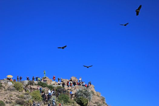 People looking at the condors soaring in the sky at cruz del condor. Colca canyon - one of the deepest canyons in the world, near the city of Arequipa in Peru.