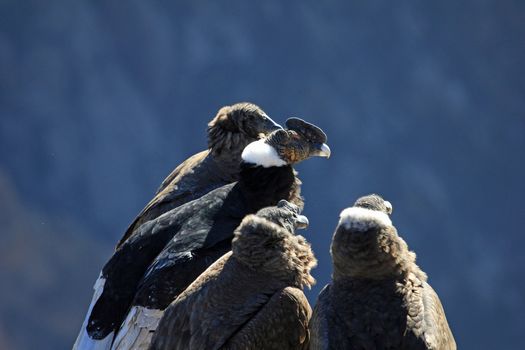 An andean condor family sitting there and waiting for the sun and thermic. From left to right: female and male adult male and female young. Colca canyon, one of the deepest canyons in the world.