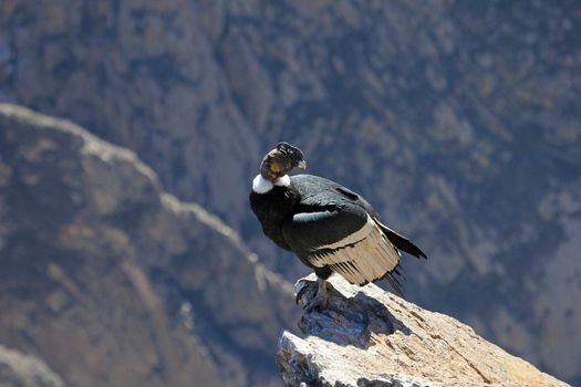 A nice male adult condor sitting close on a rock. Colca canyon - one of the deepest canyons in the world, near the city of Arequipa in Peru.