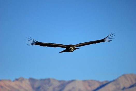 A female adult andean condor flying over the mountains of Colca canyon - one of the deepest canyons in the world, near the city of Arequipa in Peru.