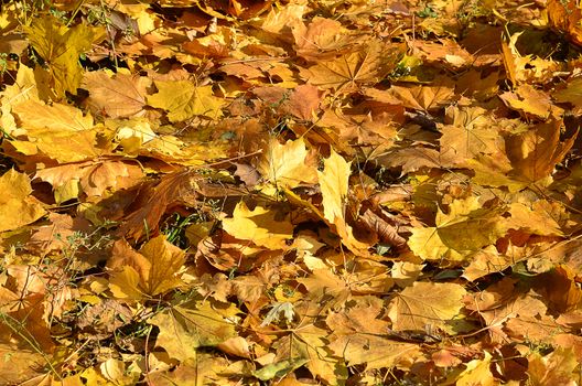 Autumn leaves on the ground as background, Horizontal photo. Anyone