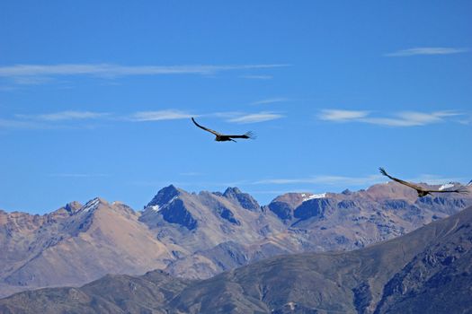 A Male young andean condor flying over the mountains of Colca canyon - one of the deepest canyons in the world, near the city of Arequipa in Peru.