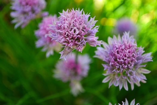 Purple wildflowers on a background of green grass