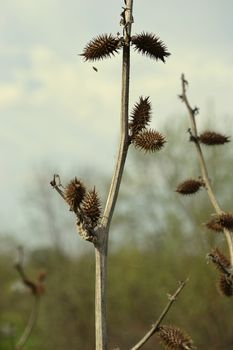 Burdock against the sky and dry grass. Autumn. Vertical photo. No one