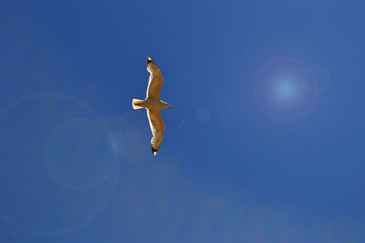 Silver gull in pure blue sky