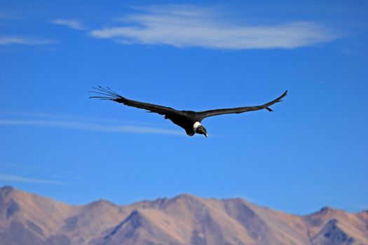 A female adult andean condor flying over the mountains of Colca canyon - one of the deepest canyons in the world, near the city of Arequipa in Peru.