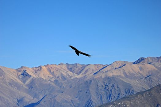 A female adult andean condor flying over the mountains of Colca canyon - one of the deepest canyons in the world, near the city of Arequipa in Peru.