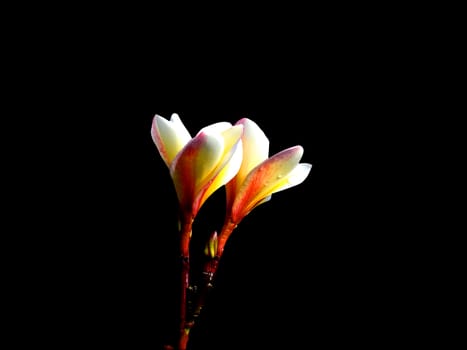 Double flowers in the darkness of their loved ones.