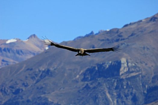 A male young andean condor flying over the mountains of Colca canyon - one of the deepest canyons in the world, near the city of Arequipa in Peru.