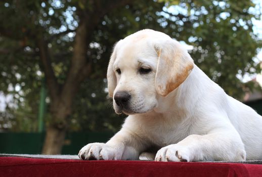 little cute yellow labrador puppy sitting on a red background