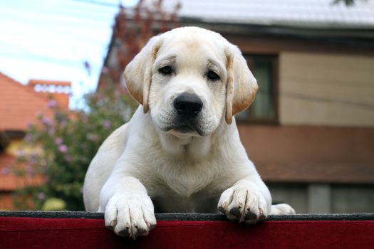 the little yellow labrador puppy sitting on a red background