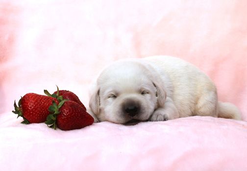 the little yellow labrador puppy sitting on red background with a strawberry