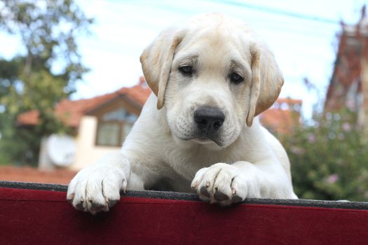 a little yellow labrador puppy sitting on a red background