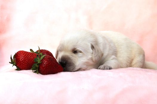 a little yellow labrador puppy sitting on red background with a strawberry