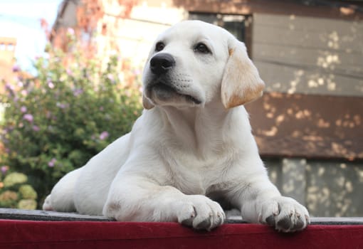 a little cute yellow labrador puppy sitting on a red background