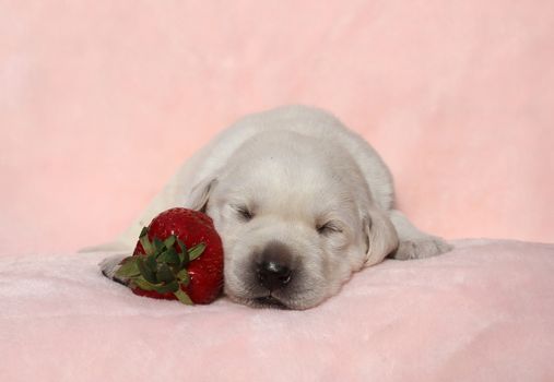little cute yellow labrador puppy sitting on red background with a strawberry