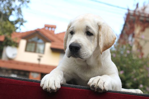 little yellow labrador puppy sitting on a red background